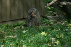 wallaby-7309