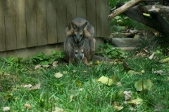 wallaby-7314