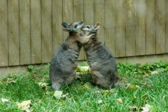 wallaby-7348