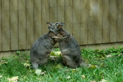 wallaby-7362
