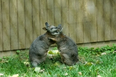 wallaby-7367