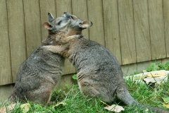 wallaby-7378