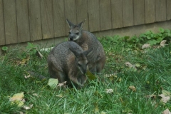 wallaby-7395