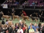 westminster-dog-show