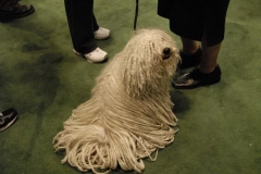 dsc1119